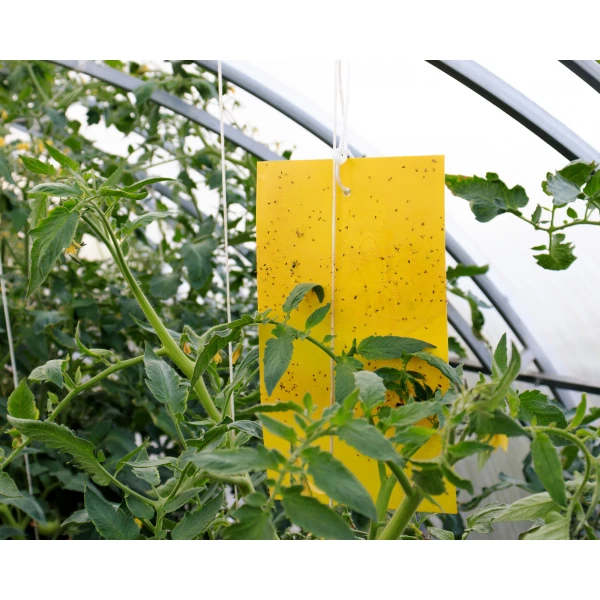 Wabiący lep na owady na rośliny doniczkowe, szklarnie Plant Guard No Pest® 5 szt