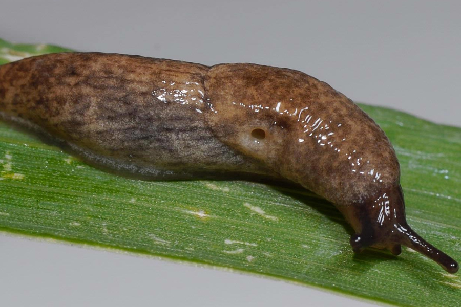 preparat na ślimaki