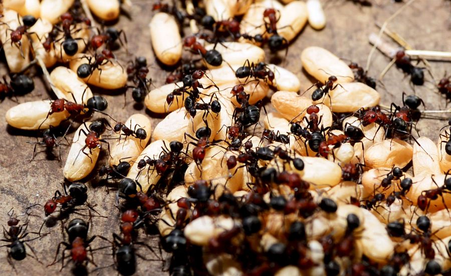 co na mrówki w domu