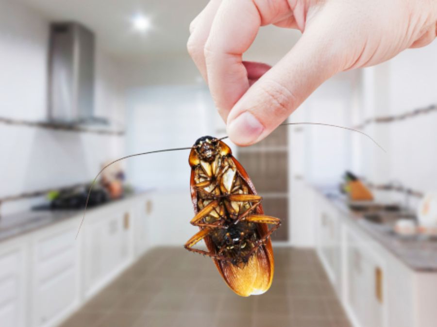 karaluchy zwalczanie, jak pozbyć się karaluchów w kuchni