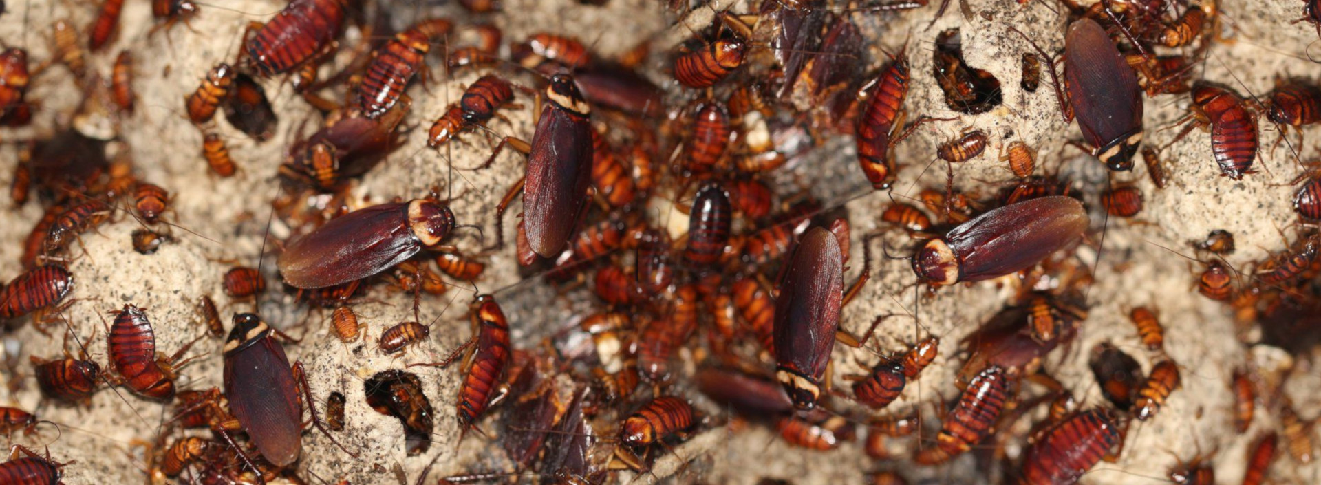 zwalczanie karaluchów