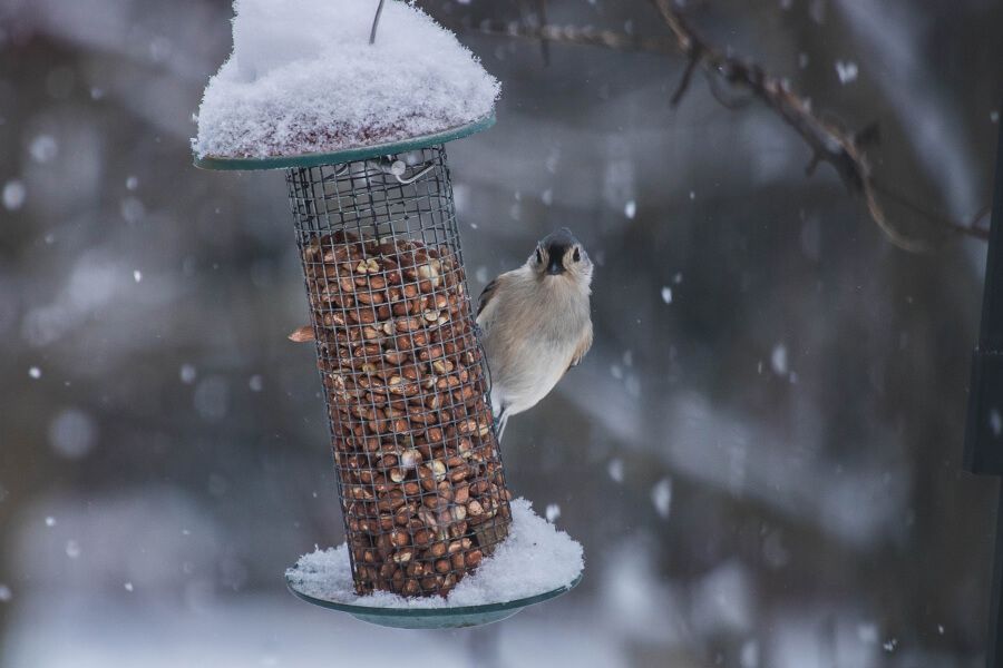 dokarmianie ptaków w zimie