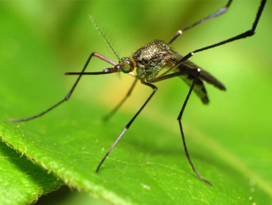 samica komara