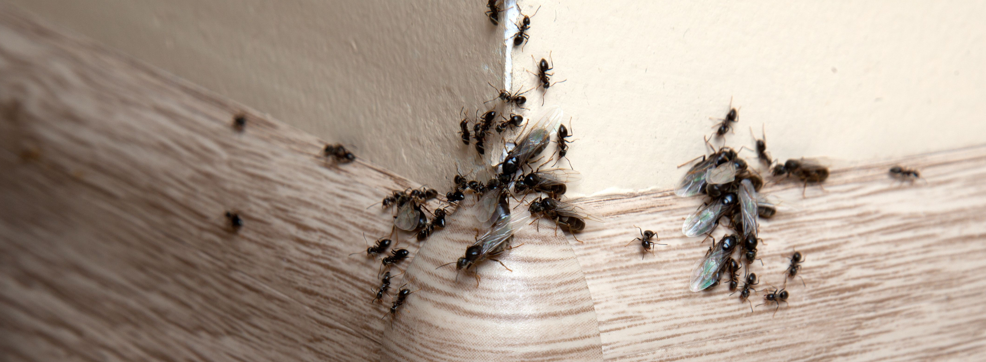mrówki w domu zwalczanie