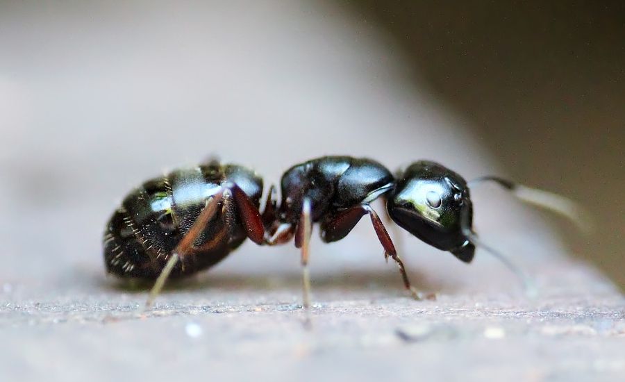 jak wygląda mrówka