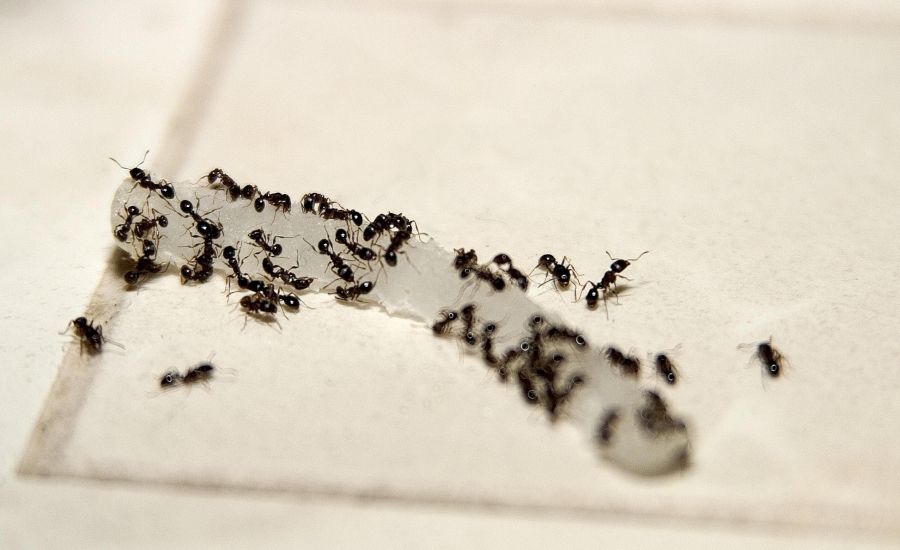 mrówki w domu odstraszanie