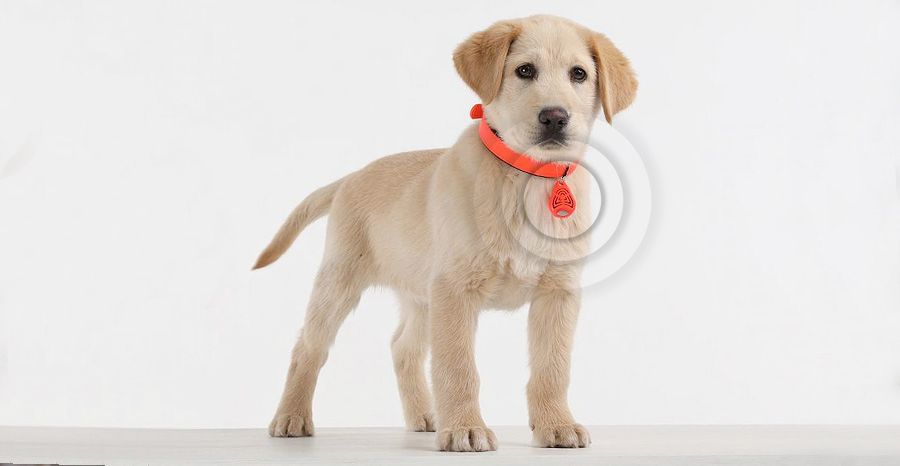 ultradźwiękowy odstraszacz kleszczy dla psa