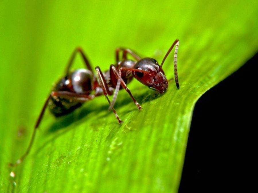 mrówka w ogrodzie